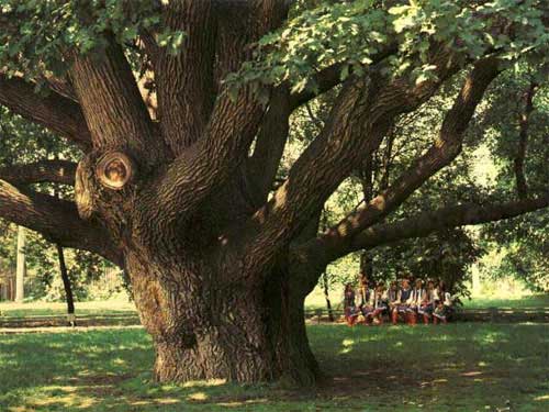 Дуб дерево Перуна